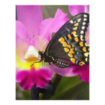 Butterfly Customized Letterhead
