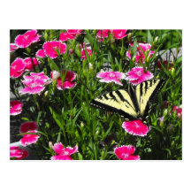 Butterfly Delivery Postcards