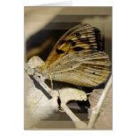 Butterfly dreaming greeting card