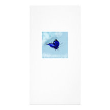 Butterfly Dreams Picture Card