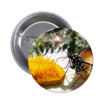 Butterfly Eating Pins
