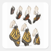 Butterfly emerging from coccoon stickers