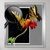 BUTTERFLY EXAMINATION POSTER