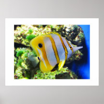 Butterfly fish print