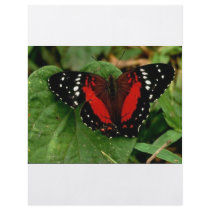Butterfly Flyers