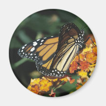 Butterfly Fridge Magnet