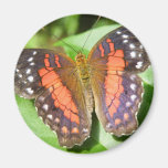 butterfly fridge magnet