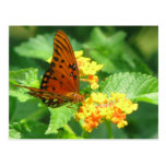 Butterfly Garden Post Card