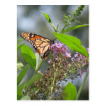 Butterfly Garden Post Cards