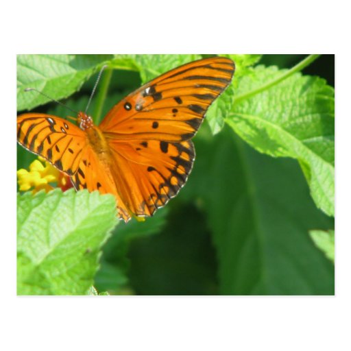 Butterfly Garden Post Cards