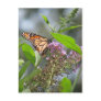 Butterfly Garden Post Cards