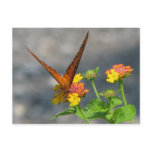 Butterfly Garden Post Card