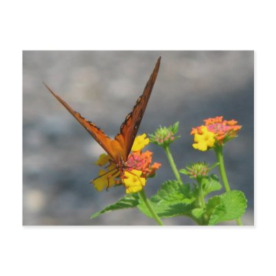 Butterfly Garden Post Card by iiiyaaa