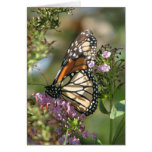 Butterfly Garden Series Greeting Cards