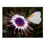 Butterfly gifts postcards