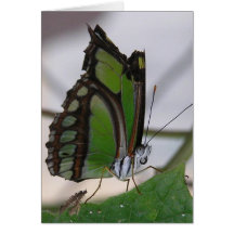 Butterfly Greeting Cards