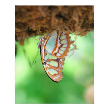 Butterfly Hanging Upsidedown Photograph