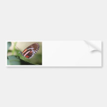 Butterfly Identification Bumper Sticker