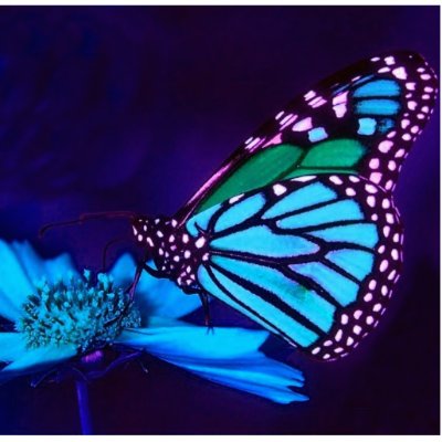 Butterfly in Blue Light Photo Sculpture by elenaind