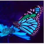 Butterfly in Blue Light Photo Sculpture