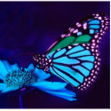 Butterfly in Blue Light Photo Sculpture photo sculptures
