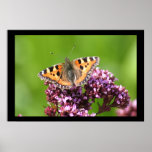 Butterfly in Sun Print