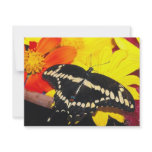 Butterfly Custom Announcement