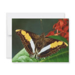 Butterfly Personalized Announcements