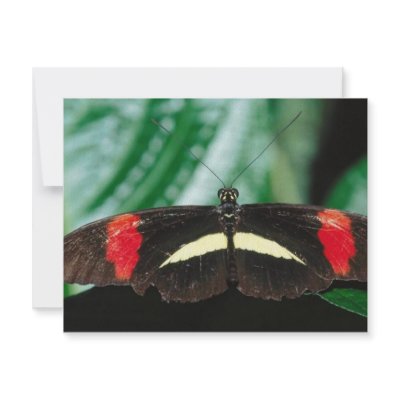 Butterfly Personalized Invites by oddbob