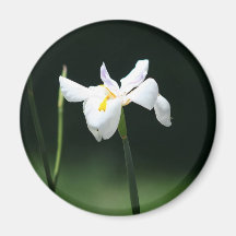 Butterfly Iris magnet