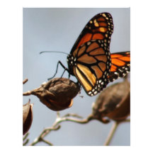 Butterfly Joy Personalized Letterhead