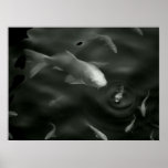 butterfly kois poster