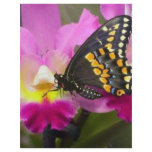 Butterfly letterhead