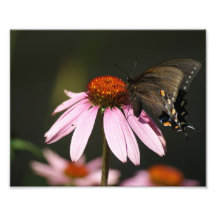 Butterfly Magic 10 x 8 Photographic Print