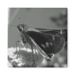 Butterfly Magnets