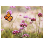 Butterfly - Monarach - The sweet life Flyer