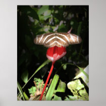 Butterfly on a Flame Print
