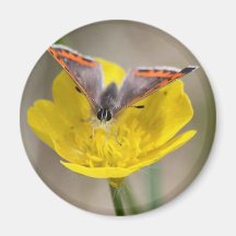 Butterfly on a Flower Magnets