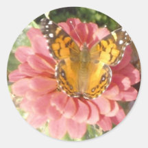 Butterfly on a Pink Zinnia Stickers