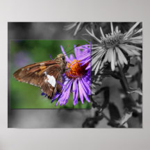 Butterfly On Aster Flower Black And White Poster