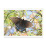 Butterfly on Blueberry Bush Post Cards