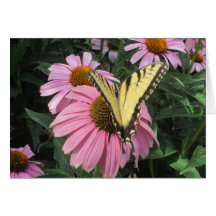 Butterfly on Coneflower Greeting Card