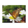 Butterfly On Daisy Postcard