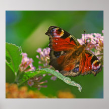 Butterfly on flower head in summer posters