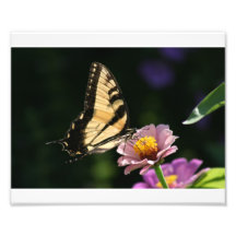 Butterfly on flower photo print