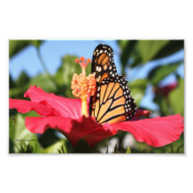 Butterfly on Hibiscus Photo Art