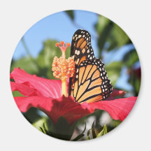 Butterfly on Hibiscus Refrigerator Magnets
