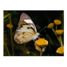 Butterfly on Marigold Post Card