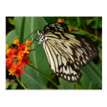 Butterfly on orange flower postcard