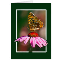 Butterfly On Purple Coneflower Cards